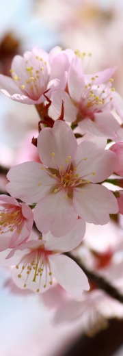 Pink Flowers