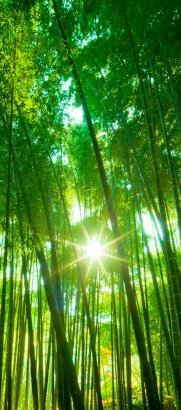 Sun through forest trees