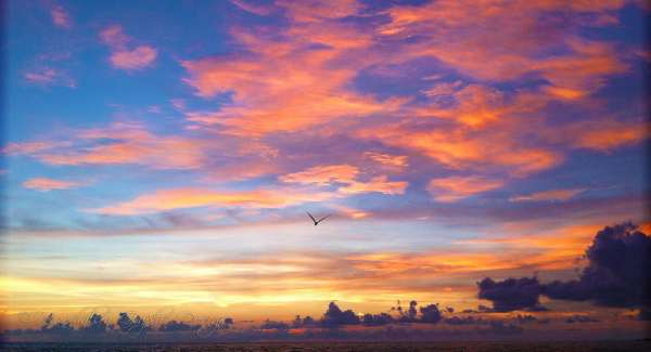 Sunrise with bird in sky
