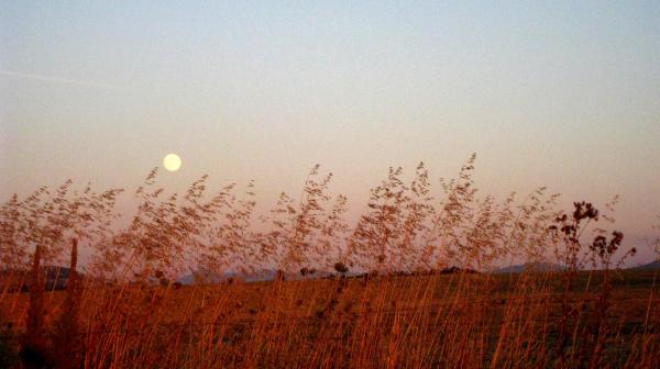 moonlit evening across fields