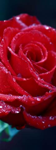 Close up of a red rose