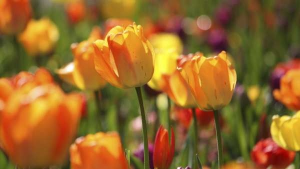 Tulip in sunshine