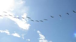 birds in the midday sky
