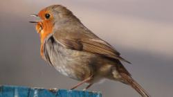 small bird singing