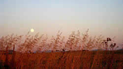 moon over fields