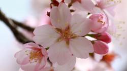 pink flowers in blossom