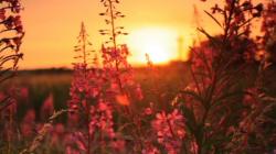 sunrise across a field