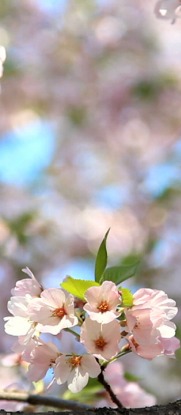 Pink Blossom