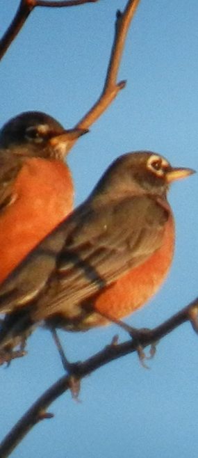 Two birds together in a tree