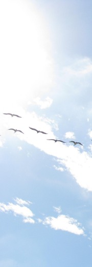 five birds flying in the sky