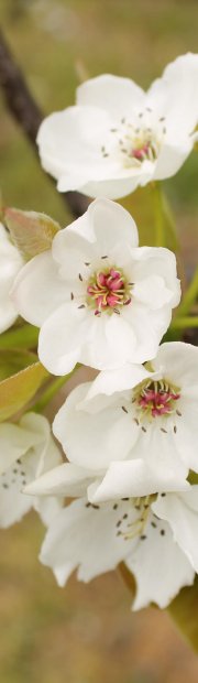 Spring flowers