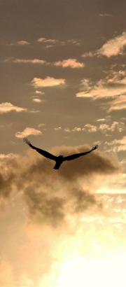 Bird in morning sky