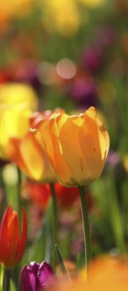 Tulip in sunshine