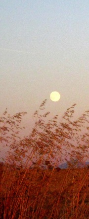 moonlit evening across fields