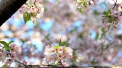 pink blossom