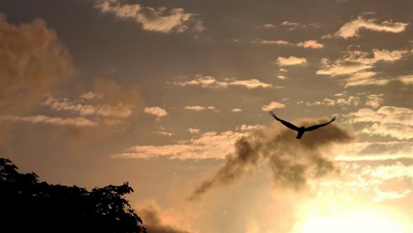 Bird in morning sky