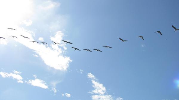 birds flying in the sky