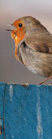 Small bird singing