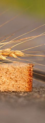 fresh bread with wheat resting on the top