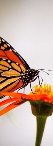 Butterfly resting on a flower