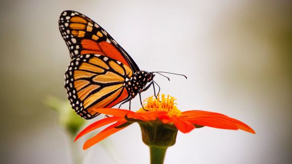 Butterfly resting on a flower