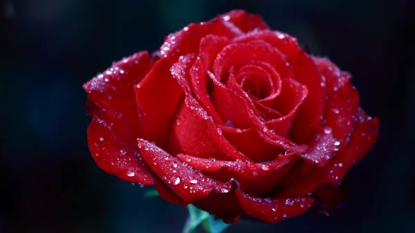 Close up of a red rose