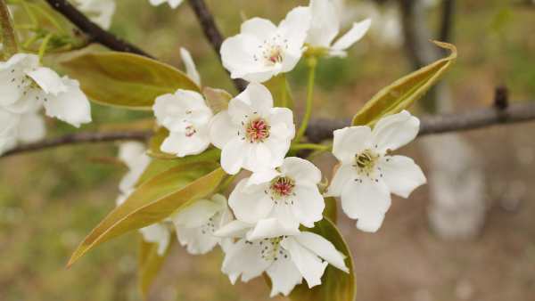 Spring flowers