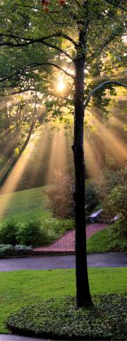 sunlight through a tree