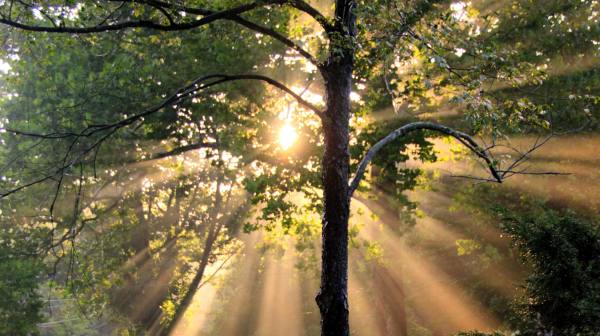 sunlight through a tree