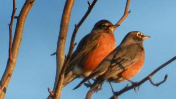 Two birds together in a tree