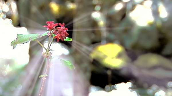 flower in bloom with sunrays