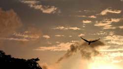 bird flying in golden sunrise