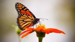 Butterfly resting on flower