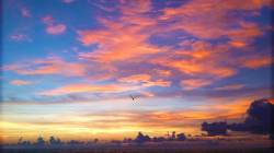 dramatic sunset with bird in the sky