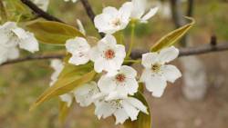 spring flowers