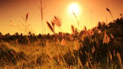 morning sunrise over fields